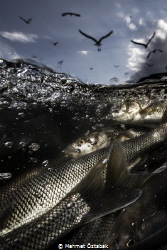 The incredible journey of pearl mullet fishes living in t... by Mehmet Öztabak 